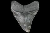 Serrated, Fossil Megalodon Tooth - Georgia #86066-1